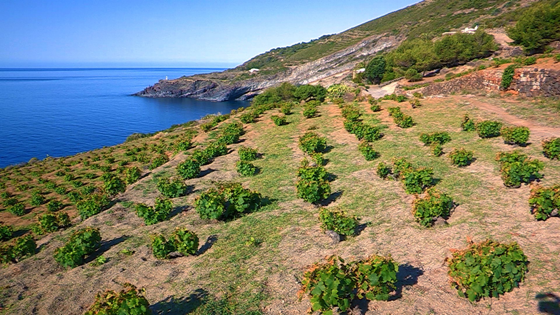 Pantelleria DOC Festival