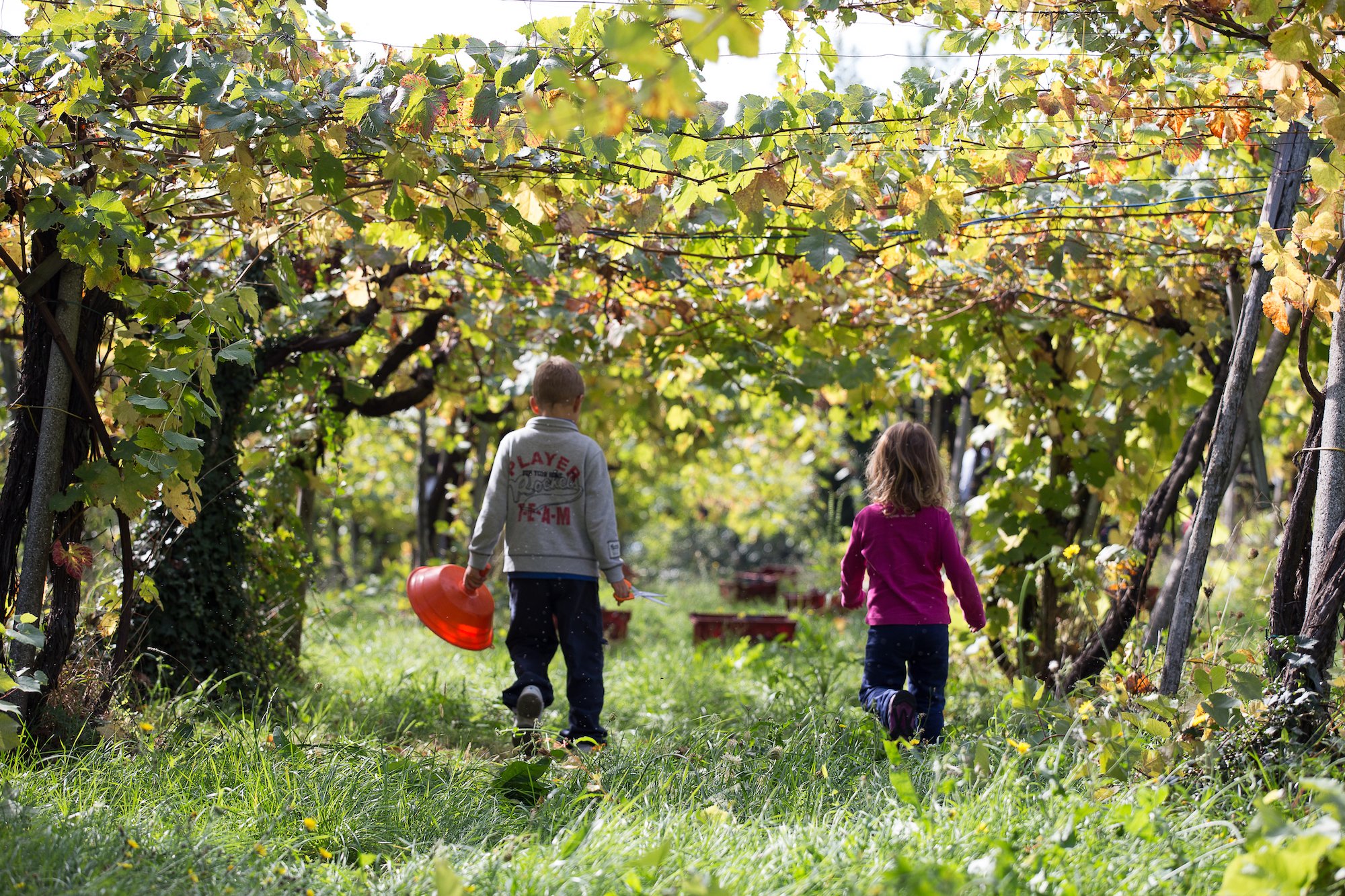 Strada del Vino Cesanese