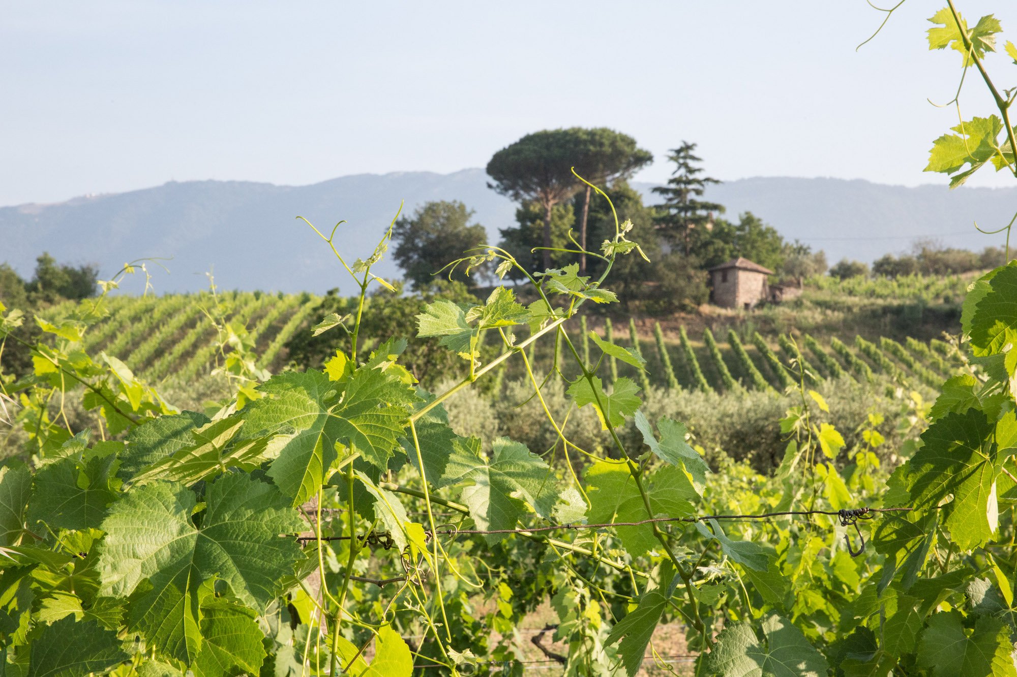 Strada del Vino Cesanese