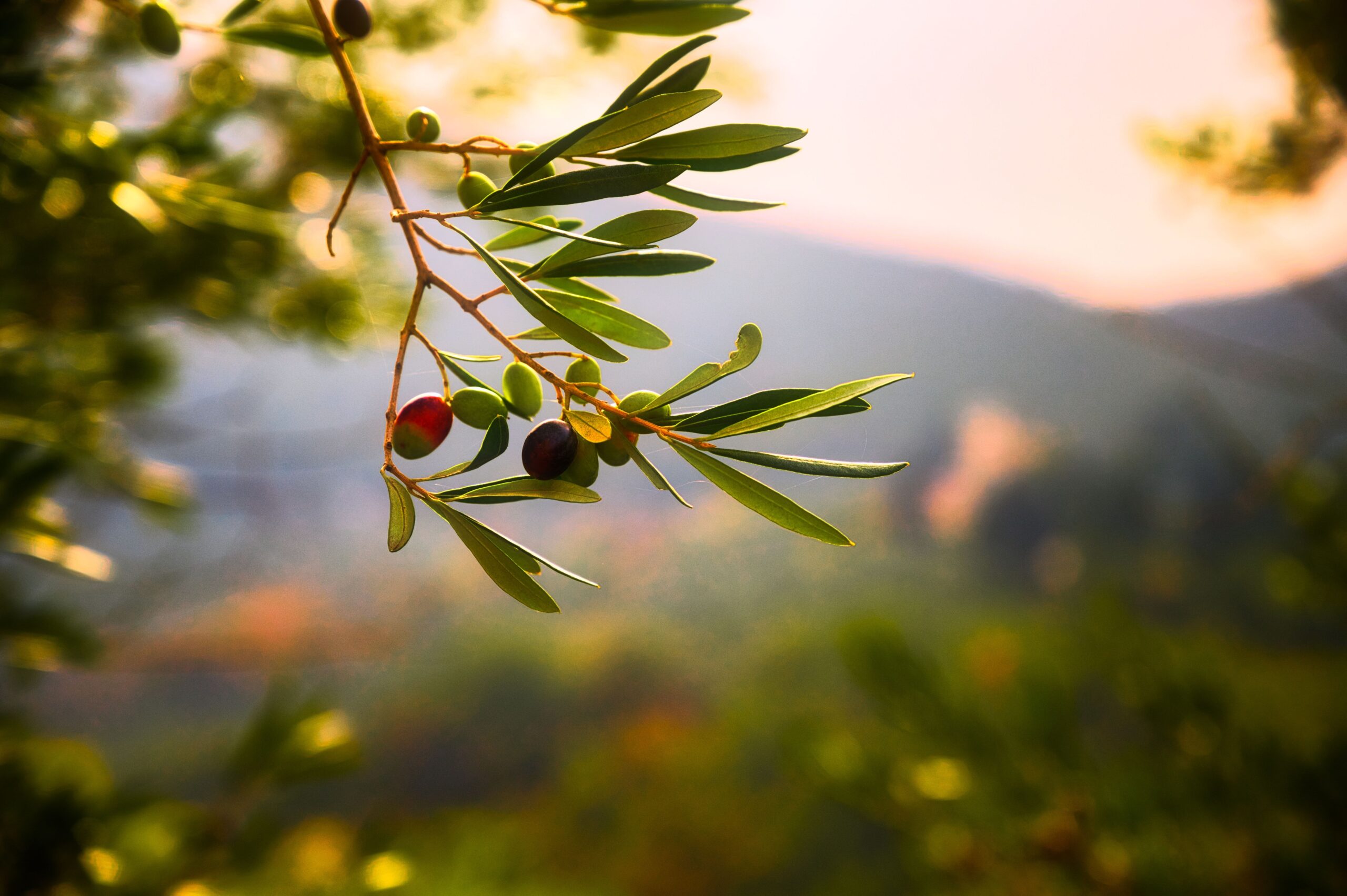 L'olio extravergine di oliva è l’elisir di lunga vita 1