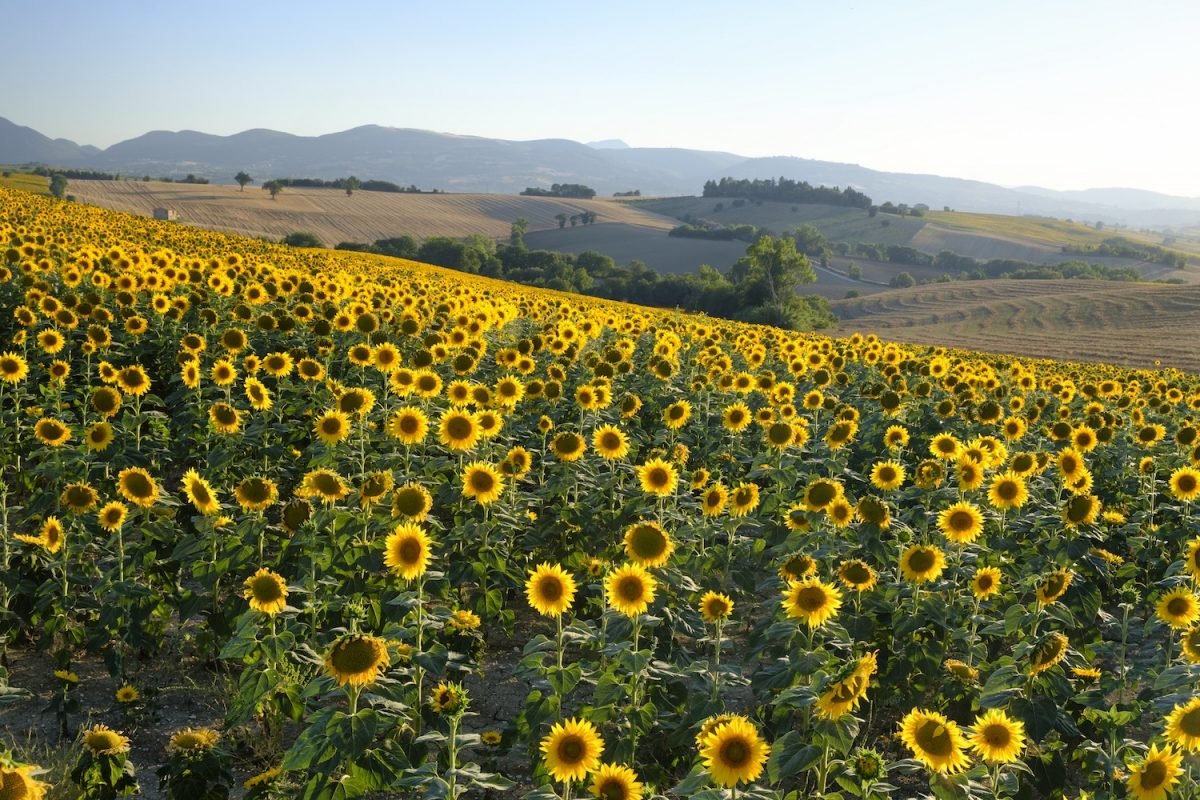 Marche girasoli