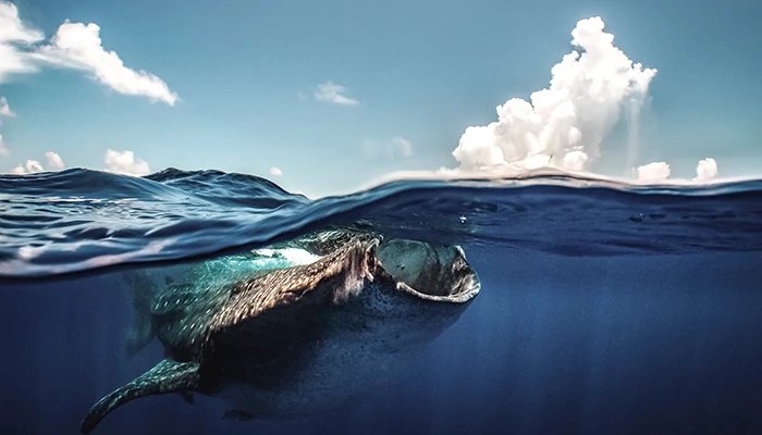 Qatar squali balena