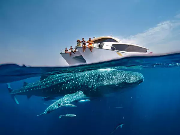 Qatar squali balena