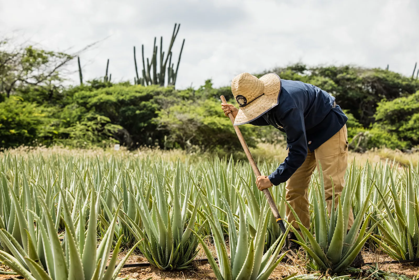 Aruba Aloe