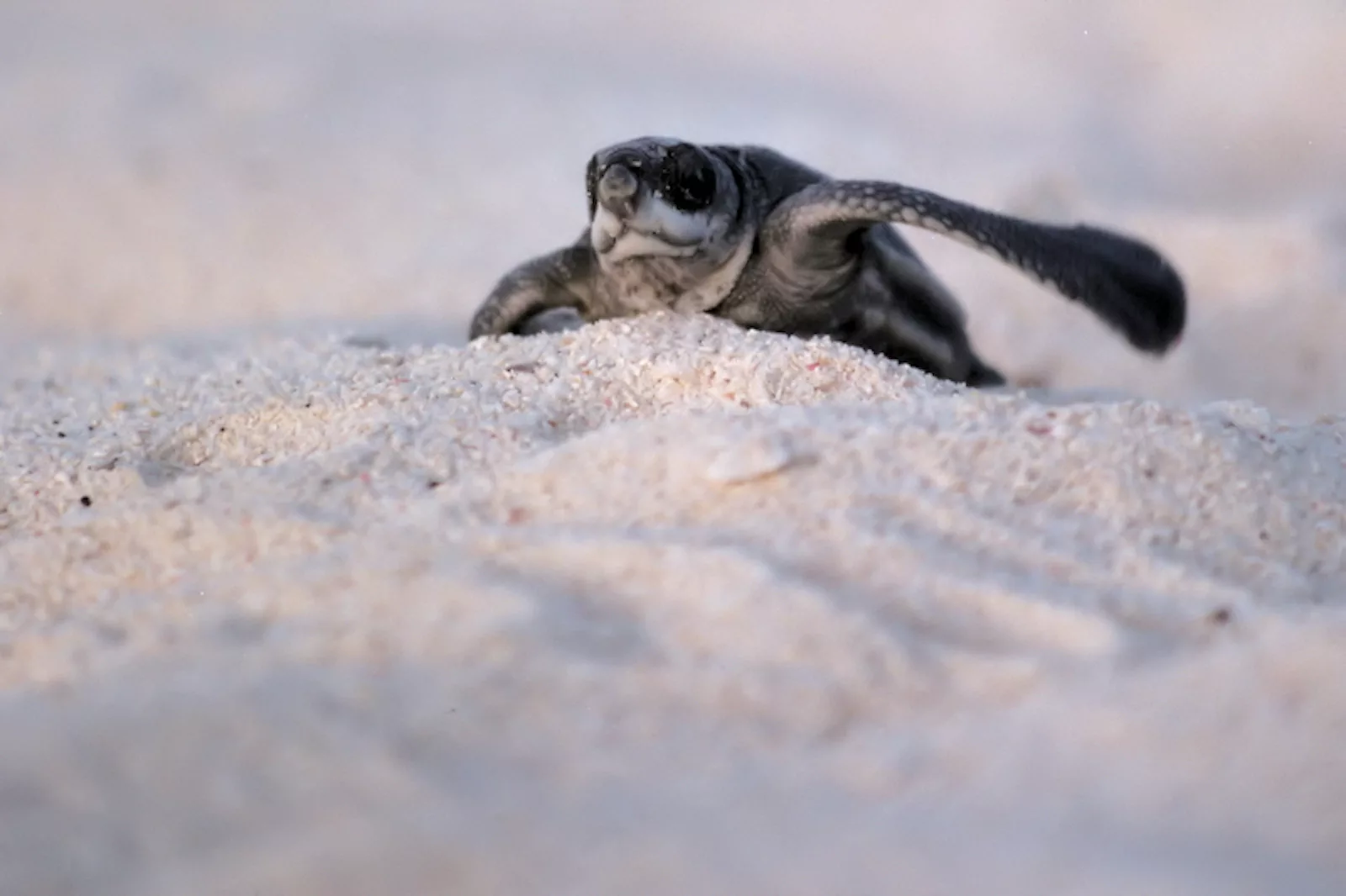 Aruba Tartarughe