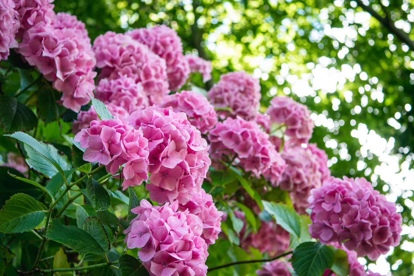 Giardini di Castel Trauttmansdorff