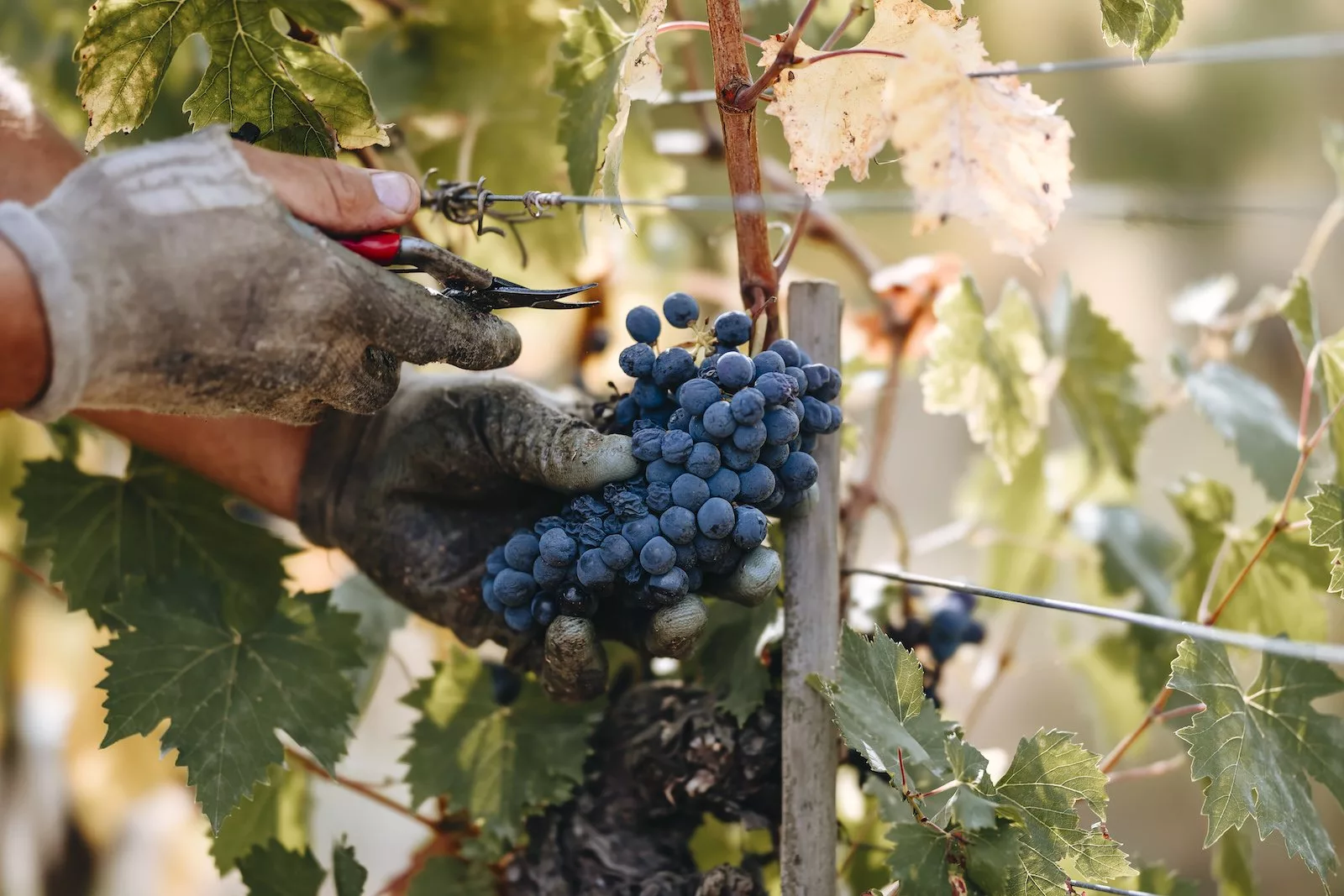 Felsina Chianti Classico