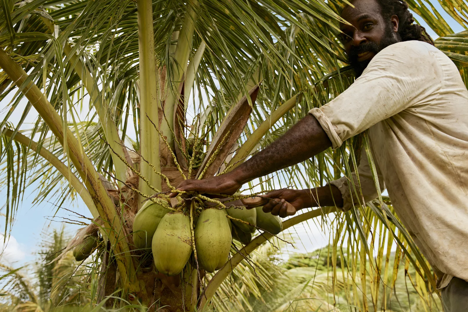 Rum Planteray Cut and Dry Coconut