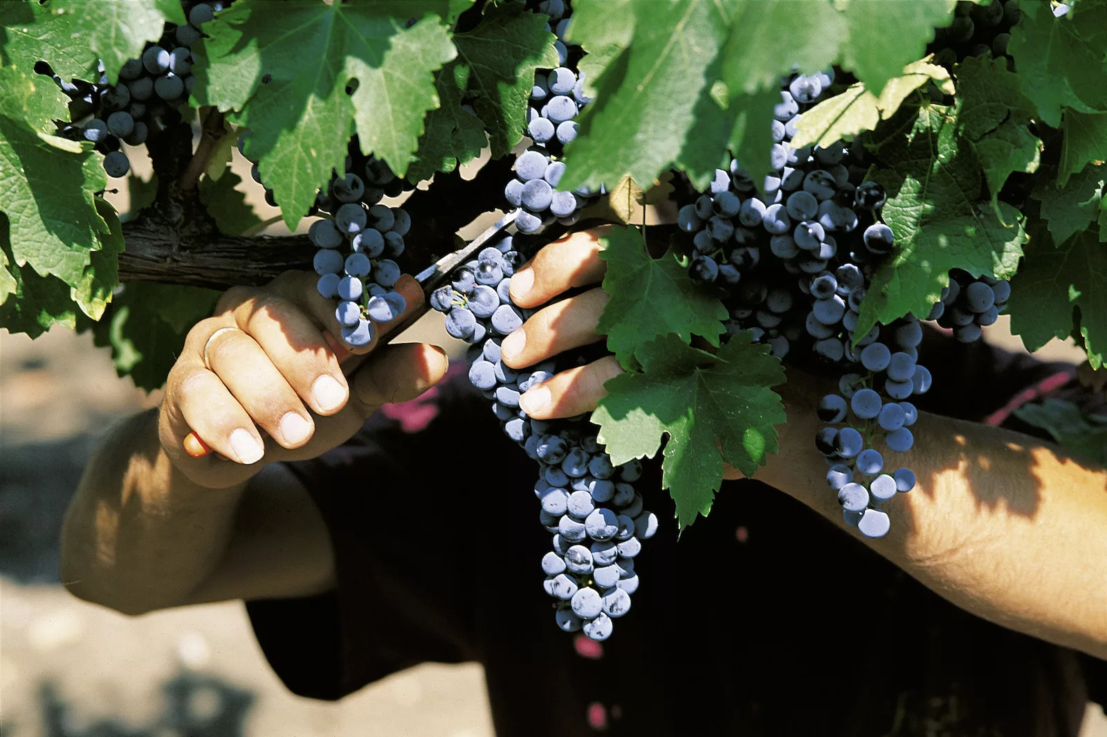 Vendemmia Merlot