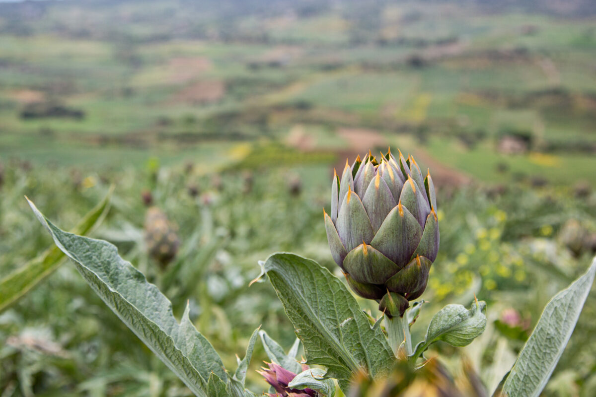 Sagra Carciofo