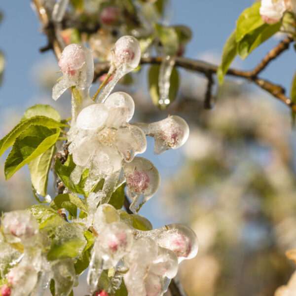 Fiori Alto Adige