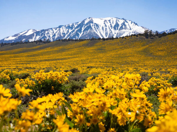 Mammoth Lakes primavera