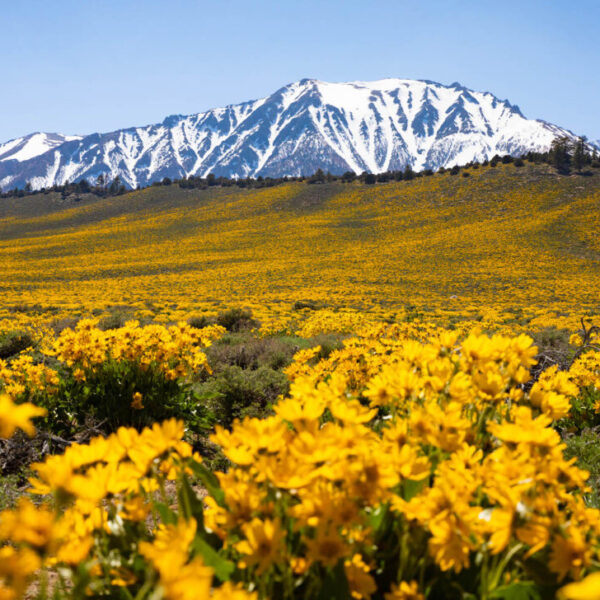 Mammoth Lakes primavera