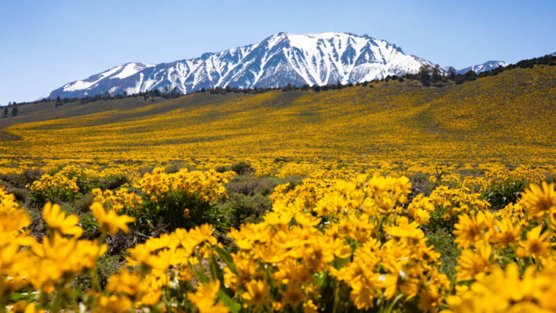 Mammoth Lakes primavera