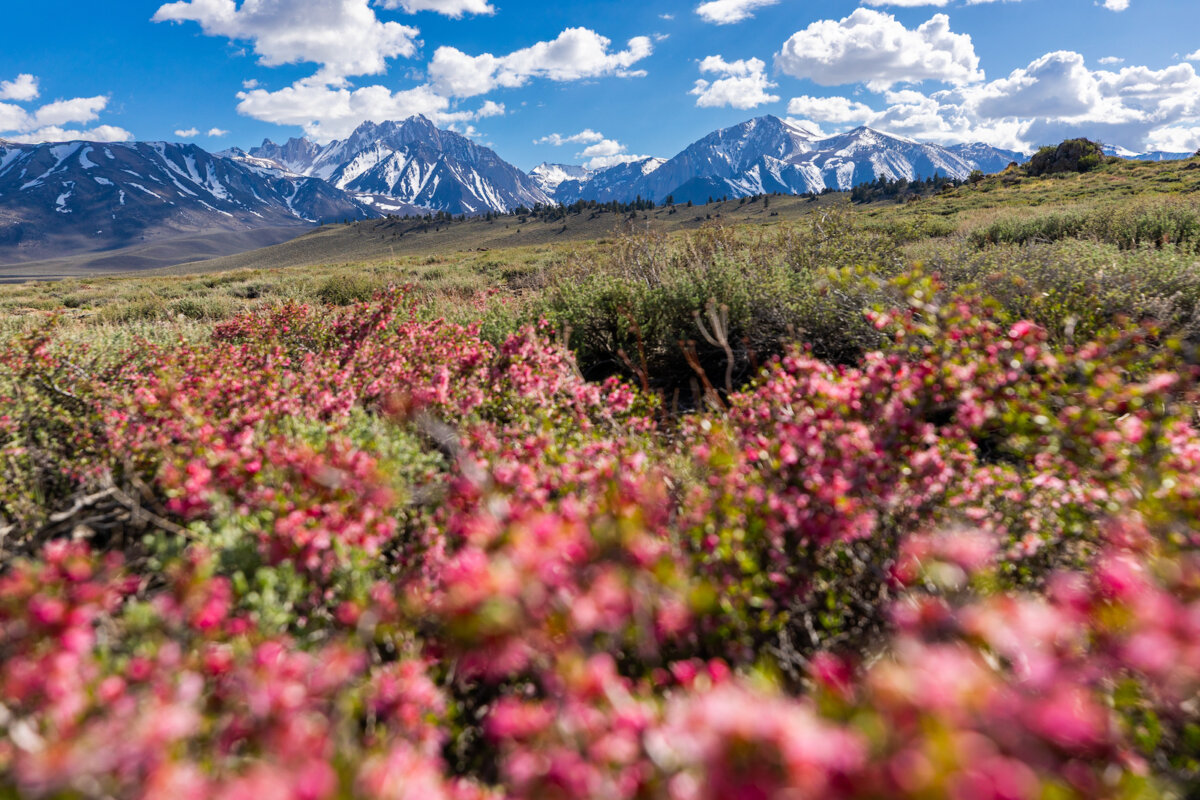 Vacanze Mammoth Lakes 2025: natura, sport ed eventi 4 Mammoth Lakes primavera