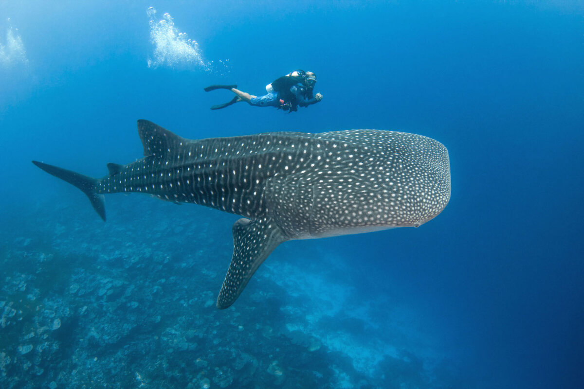 Vacanza a Tahiti 2025: la spiaggia PK9 di Fakarava 8 vacanza Tahiti snorkeling