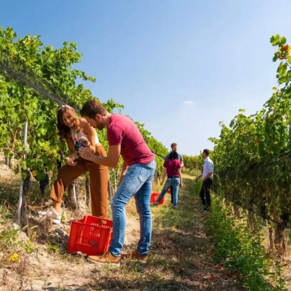Vendemmia Didattica Langhe