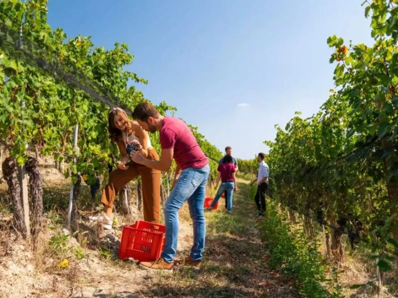 Vendemmia Didattica Langhe
